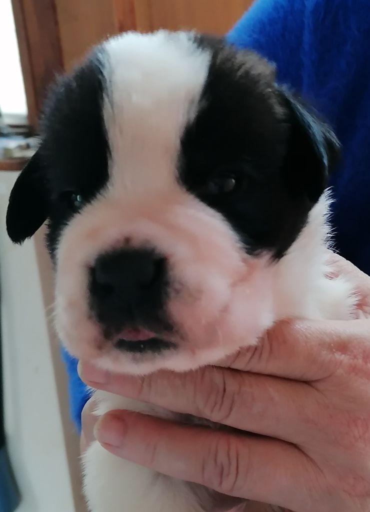 De La Maison Des Tartarin Chiot Disponible Chien Du Saint Bernard