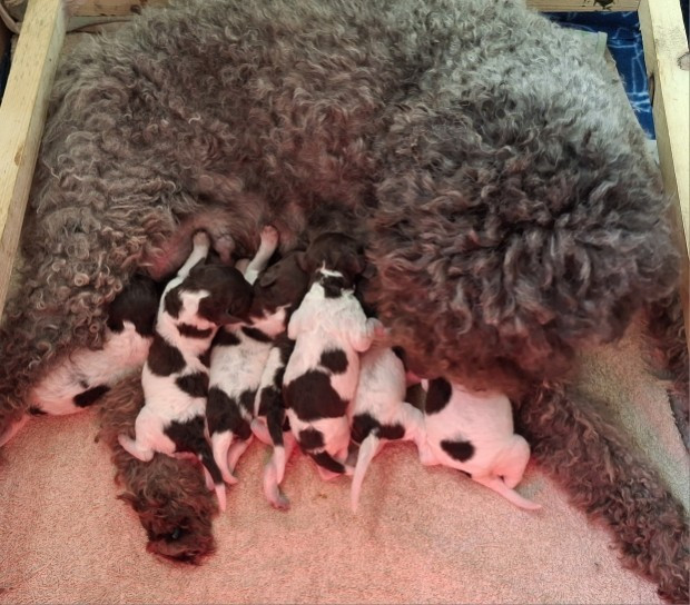 Nos petits frisés sont nés le 05 mars 2026